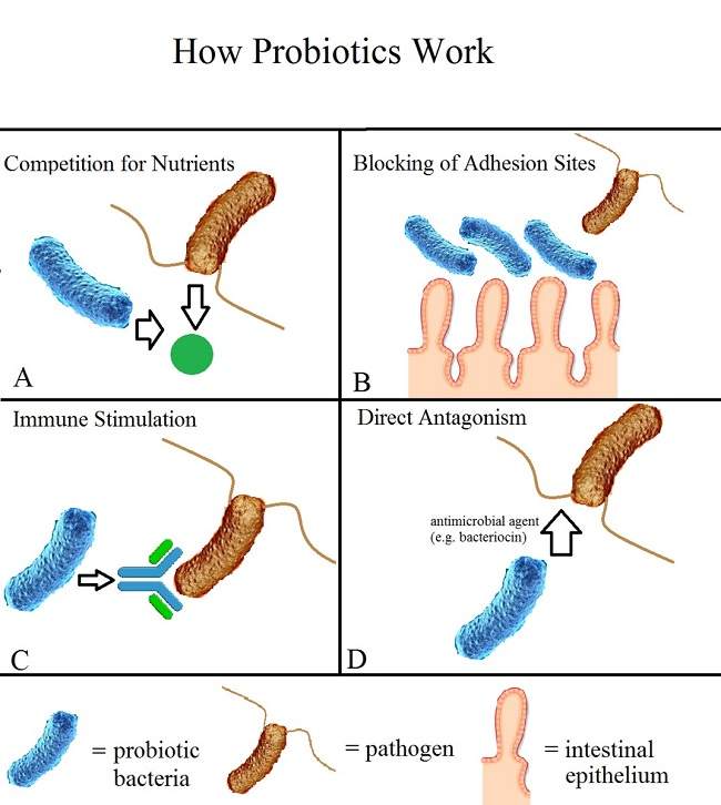 Salah satu cara probiotik bekerja dengan pencernaan